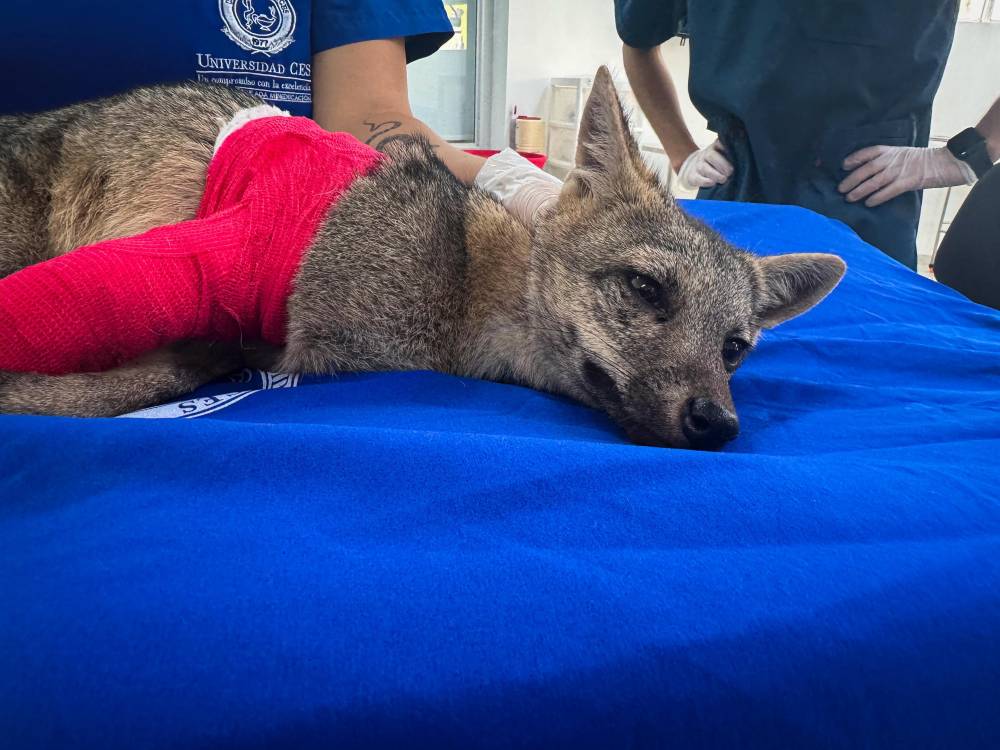 Zorro perro. <b><span class=mln_small-caps_mln>/FOTO: CORTESÍA</span></b>