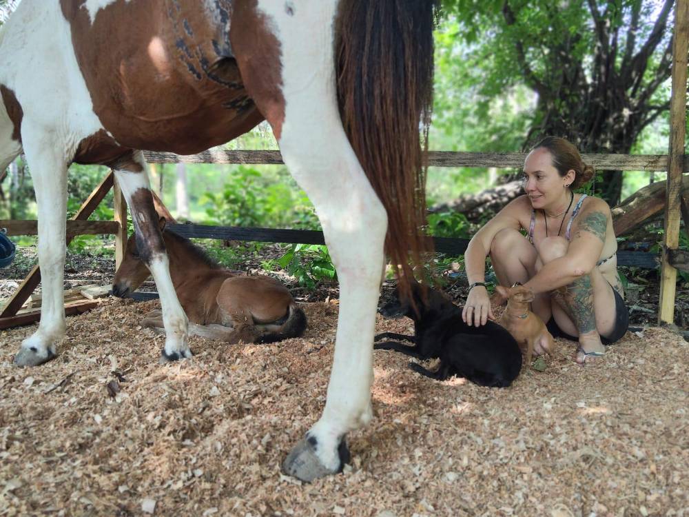 Matilda y Ziki, las perritas, destinan gran parte del día a observar a la yegua bebé. FOTO: CORTESÍA