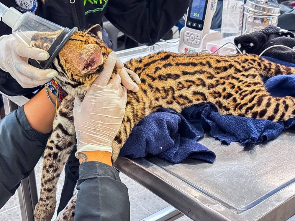 Ocelote siendo valorado. FOTO: ÁREA METROPOLITANA VALLE DE ABURRÁ