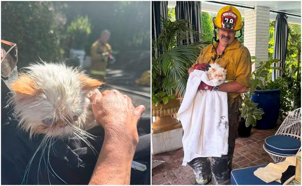 Los gatos de la actriz fueron rescatados por los bomberos de Los Ángeles. /FOTOS: REDES SOCIALES