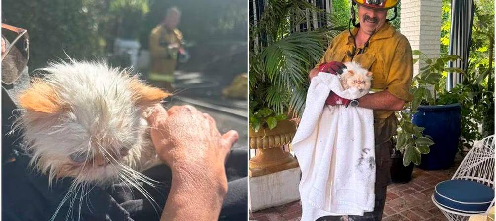 Los gatos de la actriz fueron rescatados por los bomberos de Los Ángeles. /FOTOS: REDES SOCIALES