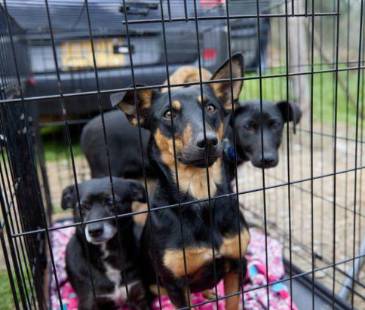 En total fueron recuperados 12 caninos. FOTO: FICALÍA 