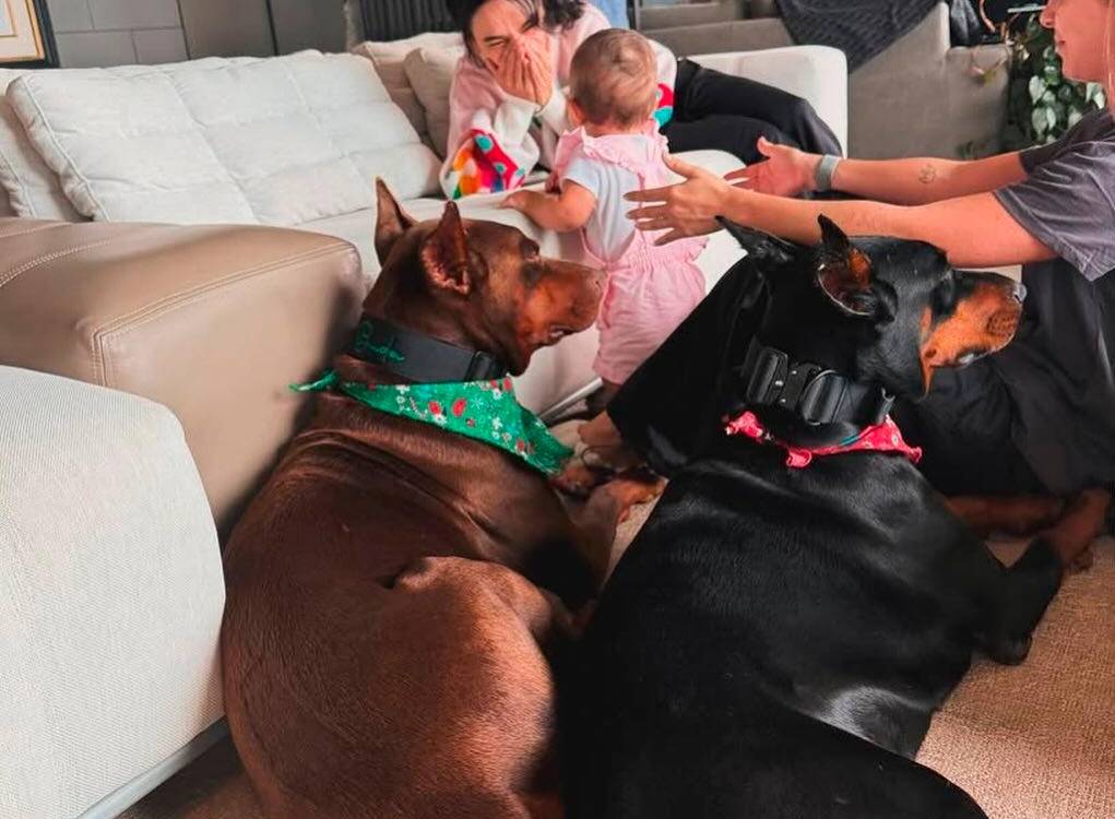 París con Buda y Karma, los doberman que hay en la casa de Maluma. /FOTO: TOMADA DE LA WEB