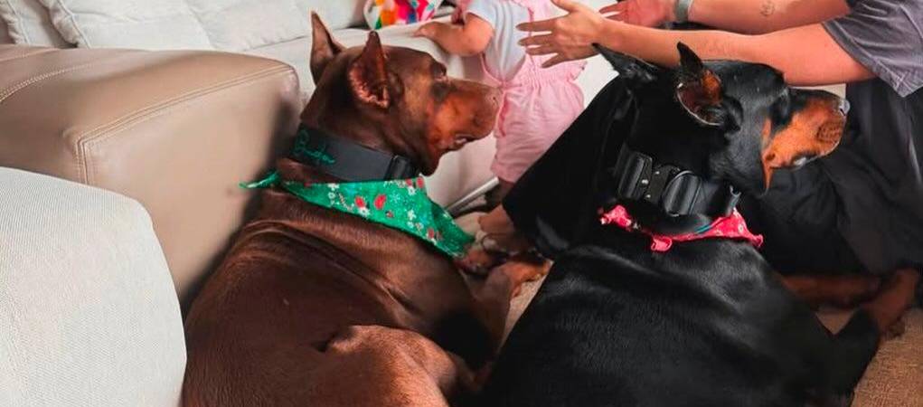 París con Buda y Karma, los doberman que hay en la casa de Maluma. /FOTO: TOMADA DE LA WEB