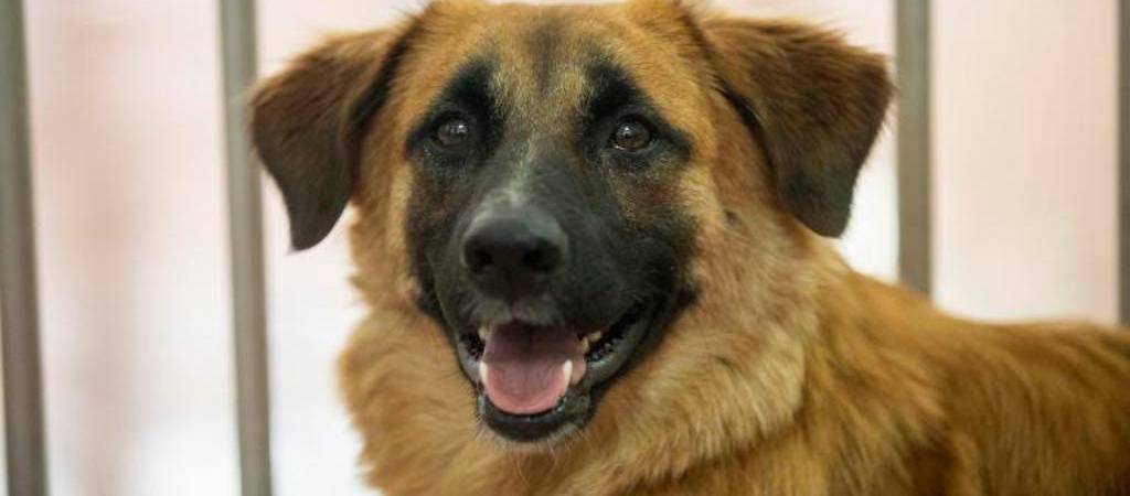 ¿A los perros también les dan cosquillas?