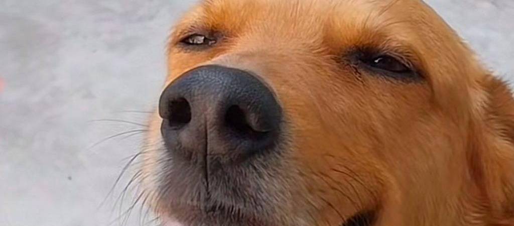 Con esta carita este perro lo consigue todo... y otros videos divertidos