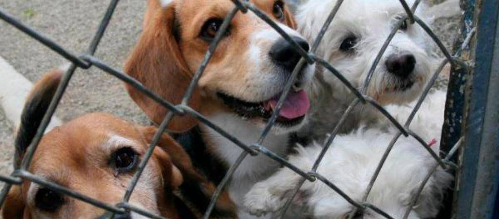 ¿Qué es el moquillo y cuáles son los síntomas en los perros?