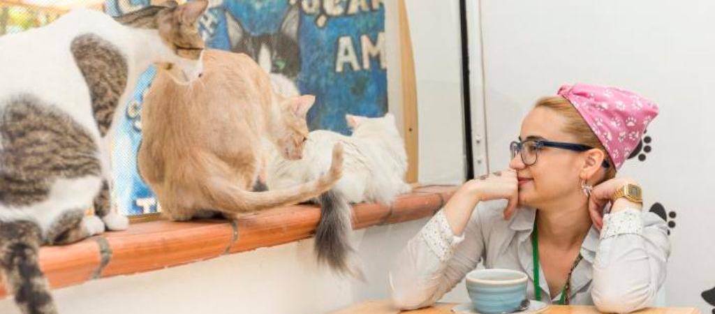 ¿Cómo saludar a un gato correctamente?