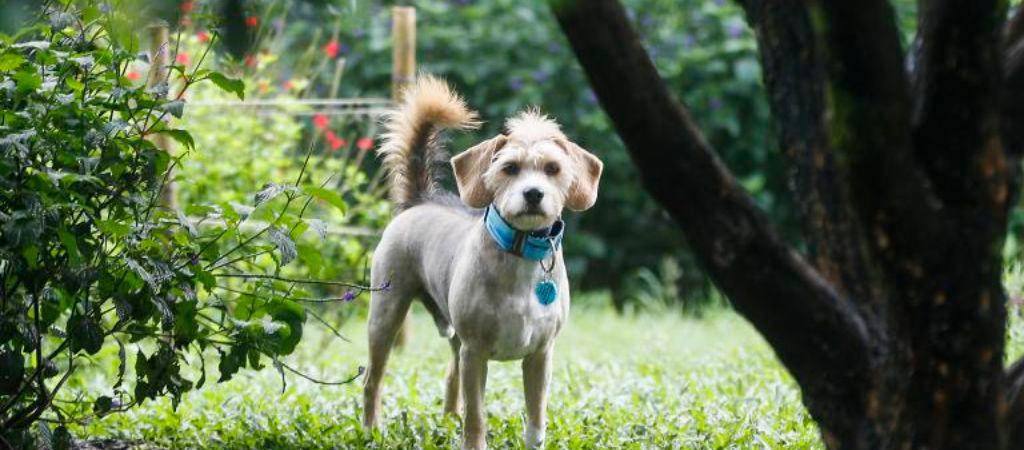 ¿Cuántos años vive un perro criollo?