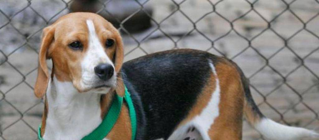 ¿Por qué los perros se sacuden?