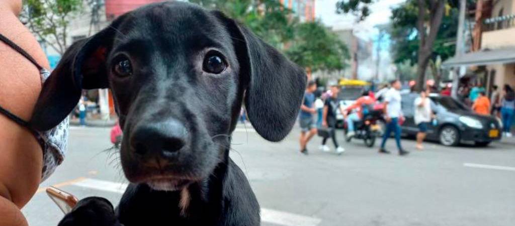 Los productos indispensables para tener un perro feliz