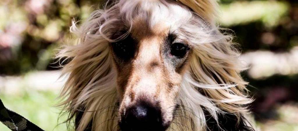 ¿Cuáles son las razas de perros con más energía?