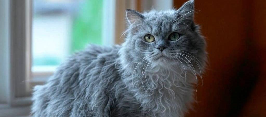 Cinco razas de gato con el pelo crespo: ¡te van a sorprender!