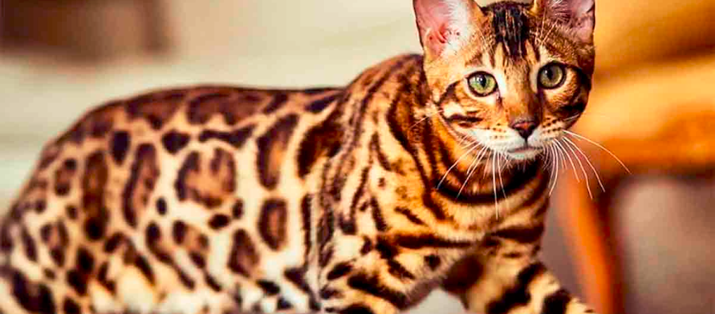 ¿Una raza de gato creada en un laboratorio? Conoce el gato Ashera