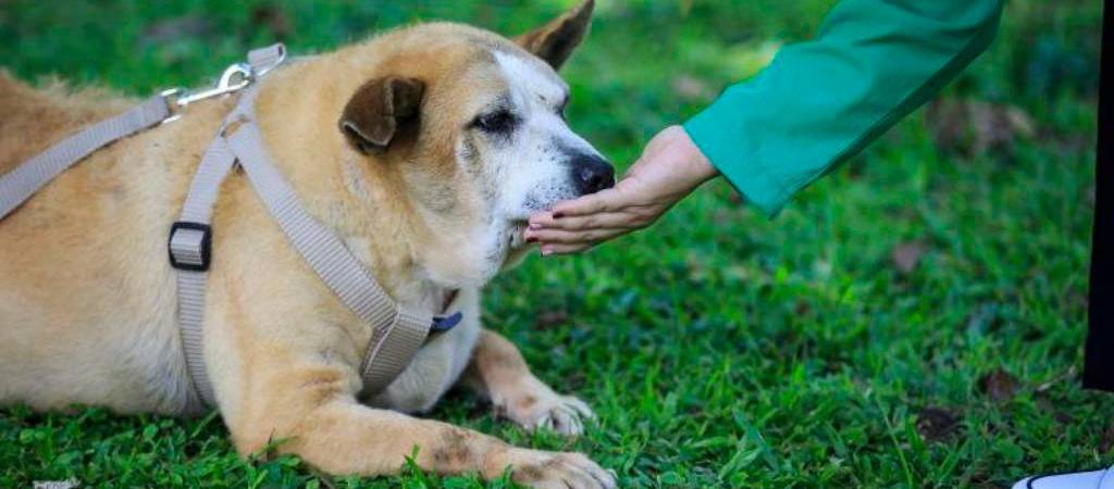 A los perros también los afecta el regreso de vacaciones
