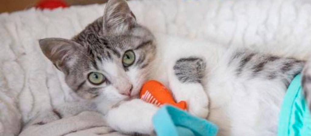 ¿Por qué hay gatos que no ronronean? Te respondemos la duda y te damos consejos