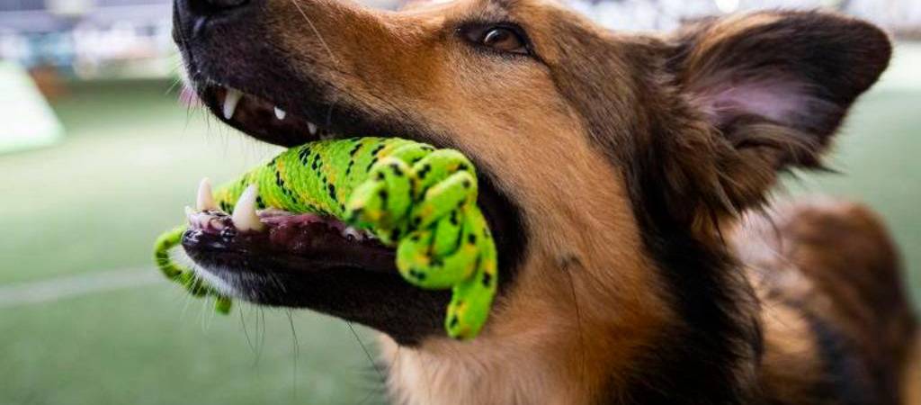 Diferencias entre adiestramiento y educación canina en positivo