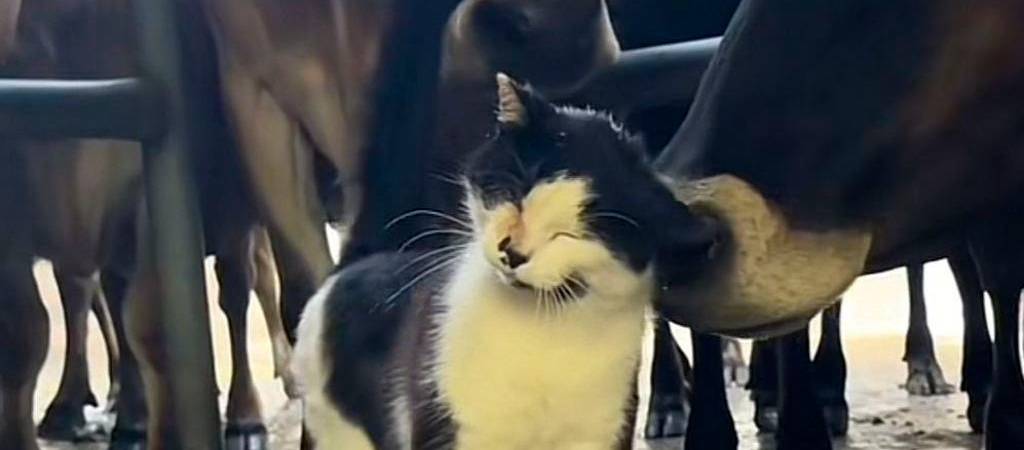 Un gato camuflado entre vacas y otros videos divertidos