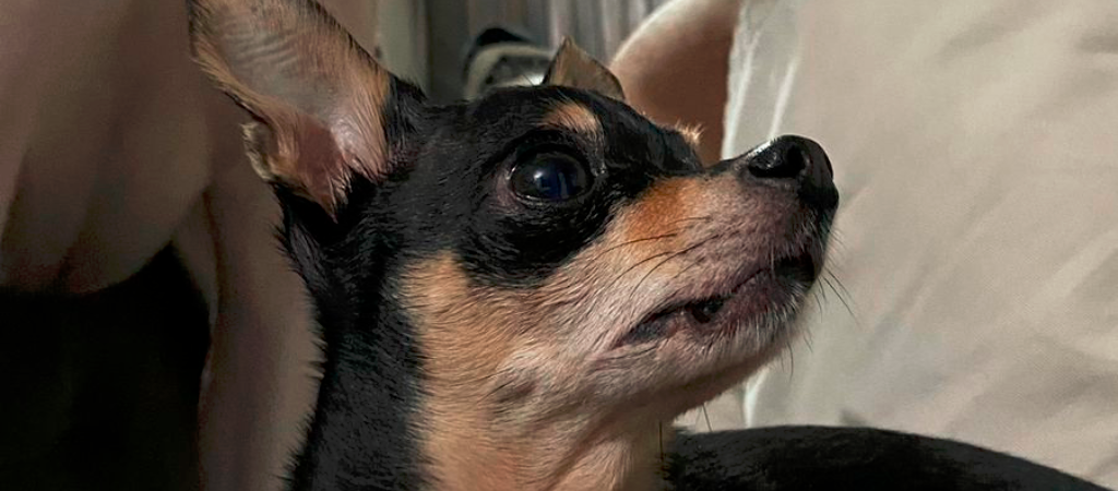 ¡De no creer! Un dobermann que resultó pinscher