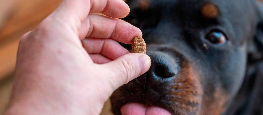 ¿Cómo reforzar el sistema inmune de los perros?