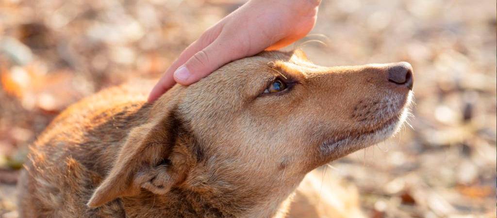 ¿Cuál es la mejor forma de saludar a un perro? 