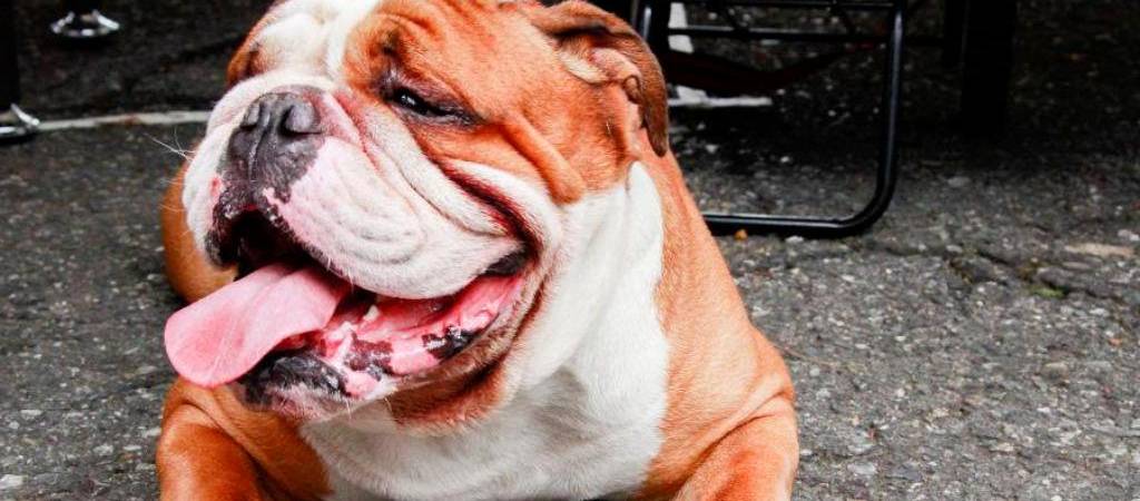 Cinco razas de perros braquicéfalos