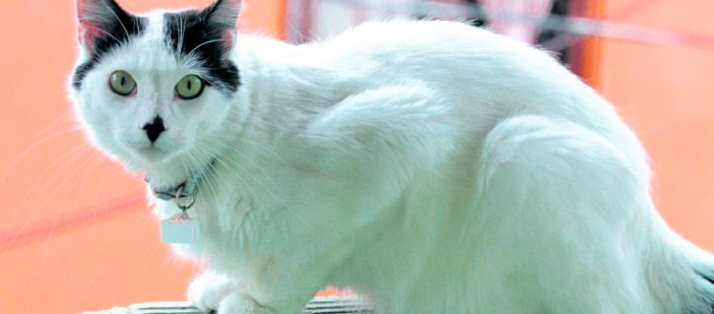 ¿Por qué tu gato no debería salir a la calle?