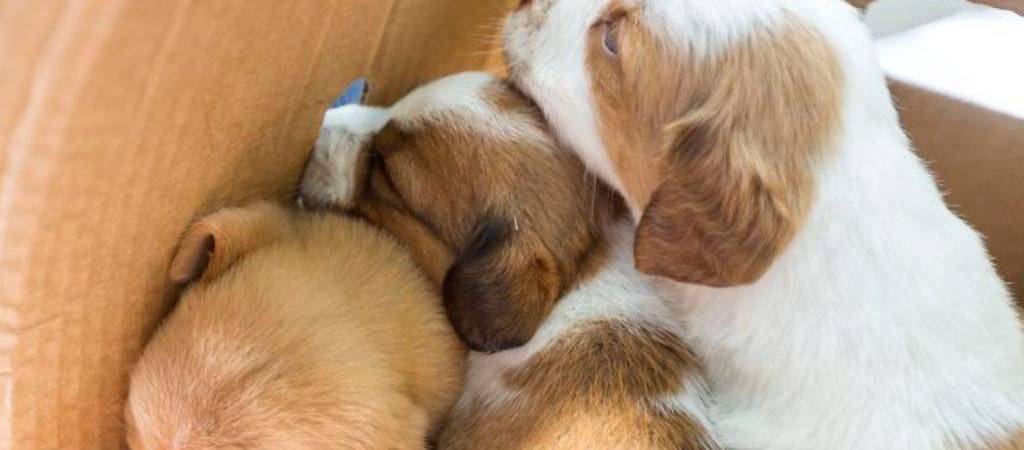 ¿Por qué es importante la socialización temprana en los perros?