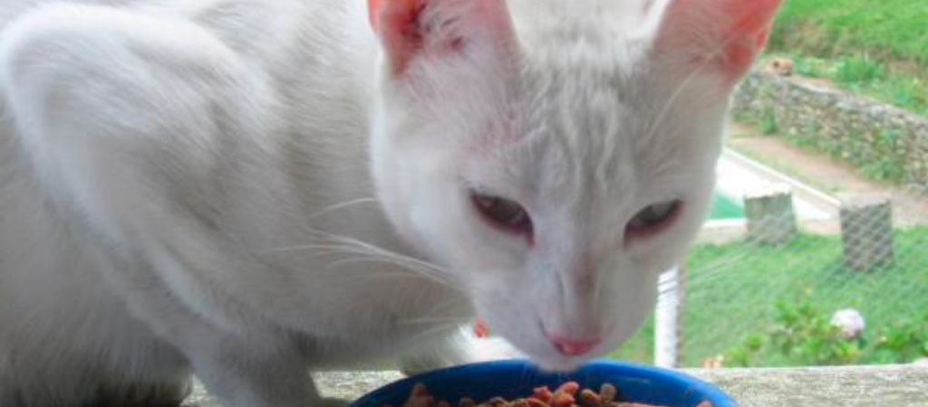 Cinco alimentos prohibidos para gatos