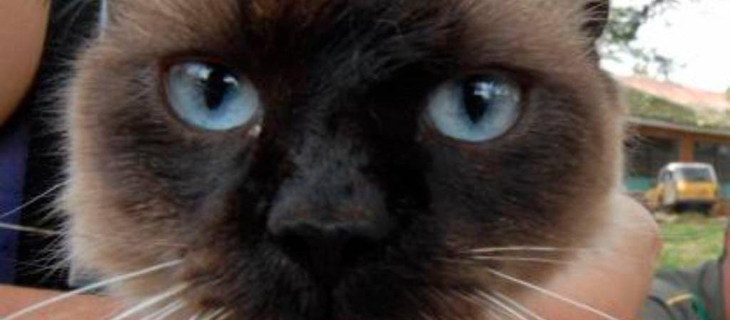 Los cinco colores más raros de los gatos