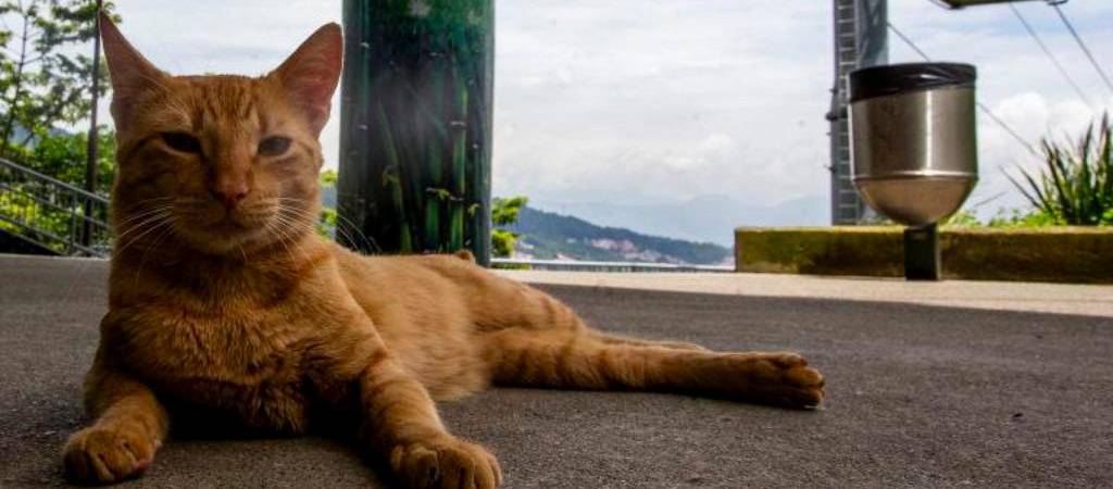 Así puedes “hablar” con tu gato