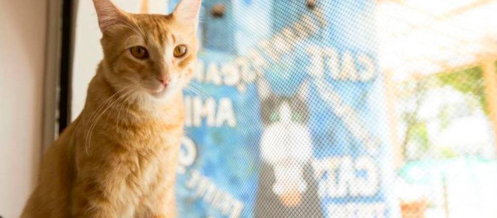 ¿Qué les molesta a los gatos?