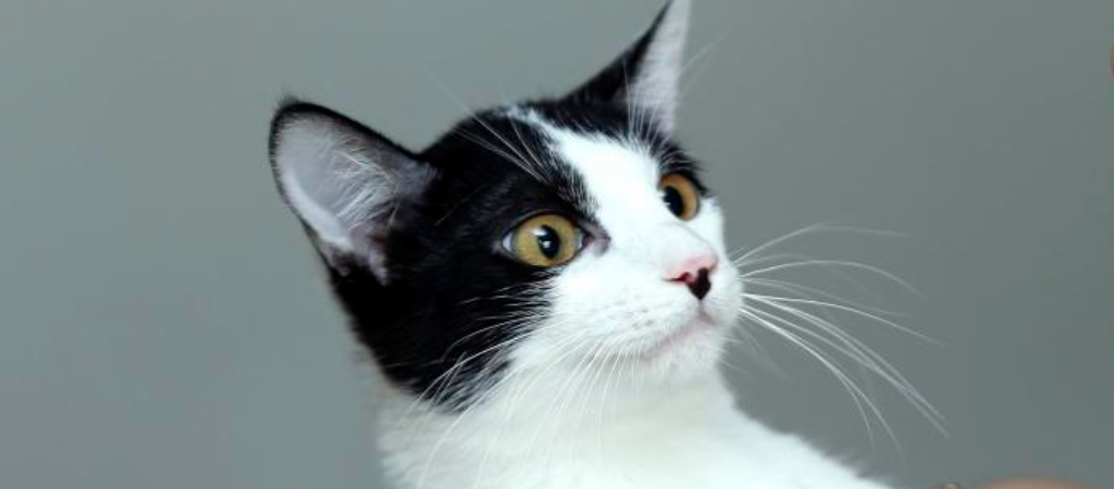 ¿Por qué los gatos roban?