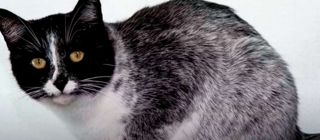 Gato óreo apareció en Finlandia: ¡su pelaje pasa de negro a blanco!