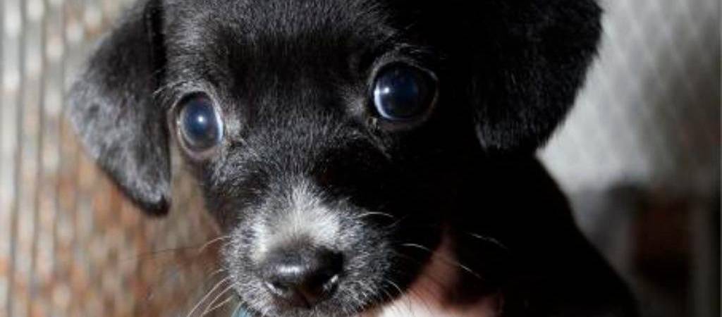 ¿Para qué sirven los bigotes de los perros? No son solo una curiosidad