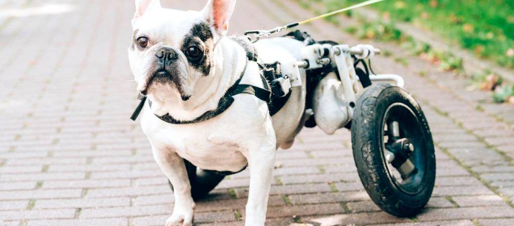 ¿Cómo cuidar a un perro con parálisis?