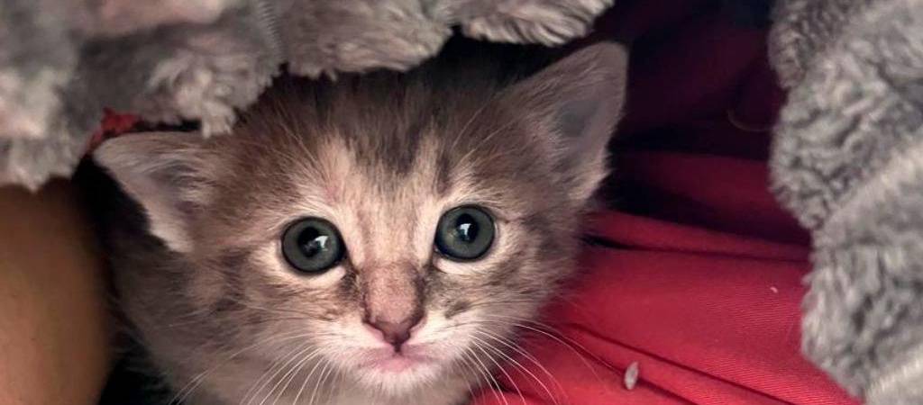 ¡Los gatos nacen ciegos! ¿En qué momento abren los ojos?