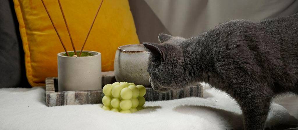 Los peligros del incienso en casa para los gatos