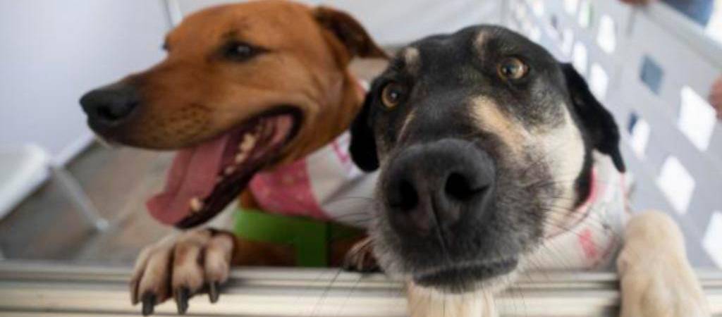 ¿Por qué mi perro me sigue a todas partes?