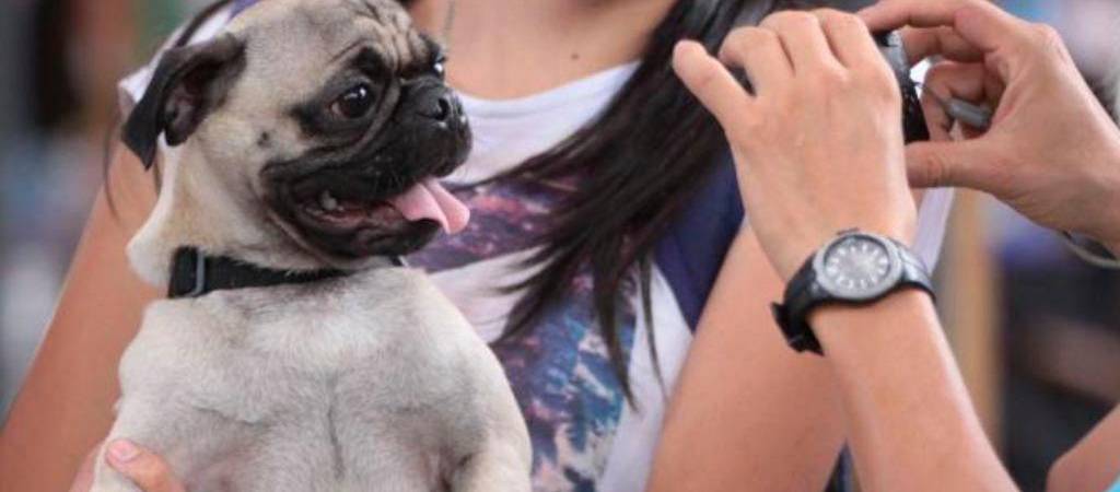 ¿Te habías preguntado si los perros tienen ombligo? La respuesta te va a sorprender