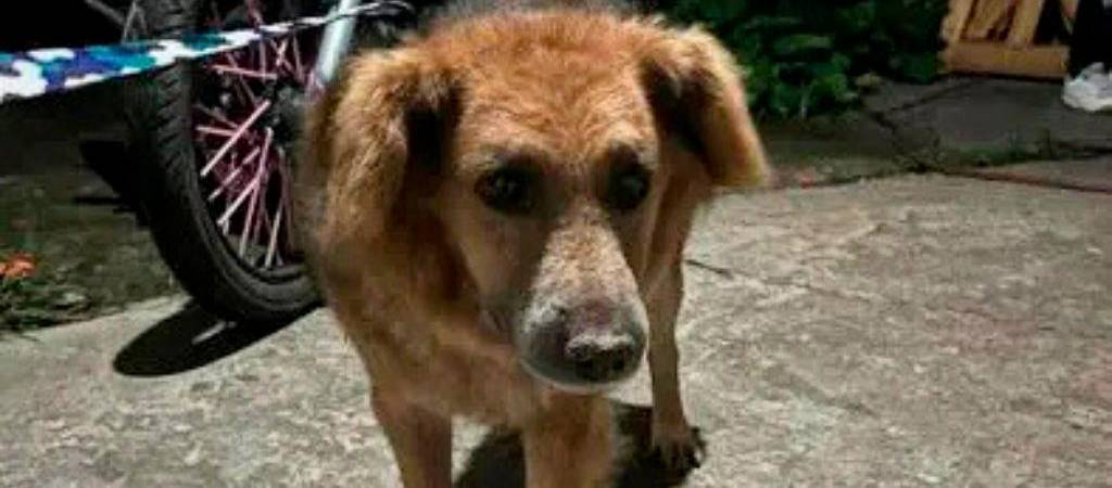 Perro callejero terminó en un tejado huyendo de la pólvora