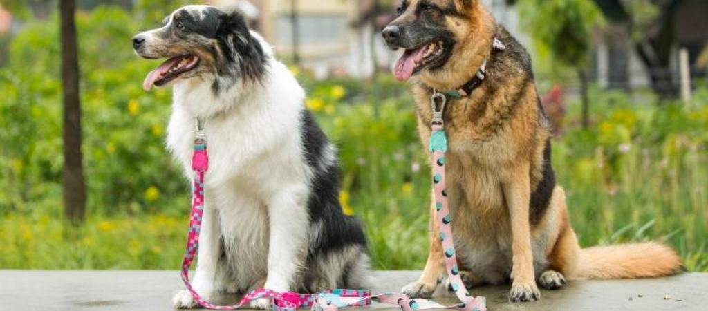 Estas fueron las razas de perros más populares del 2024, según el AKC