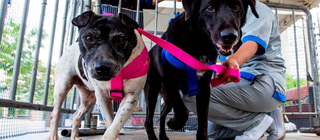 Guía de primeros auxilios para salvar a tu mascota en caso de emergencia