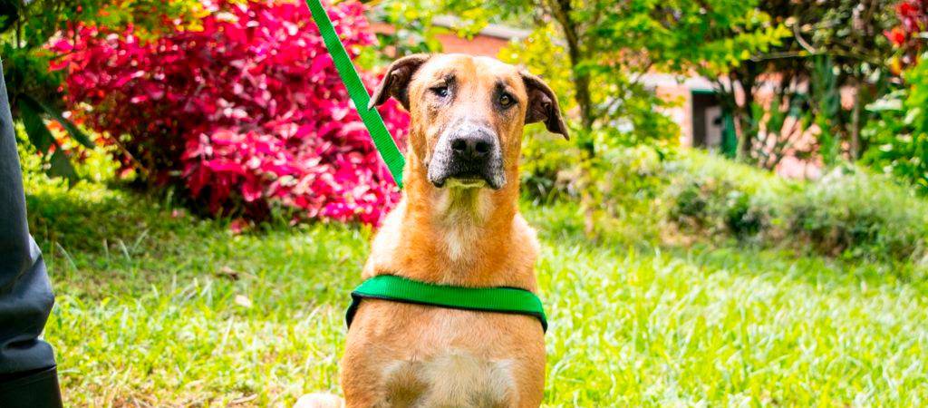 Scooby ha pasado por 3 jornadas de adopción y nada que consigue un hogar: ¿quieres darle una oportunidad?