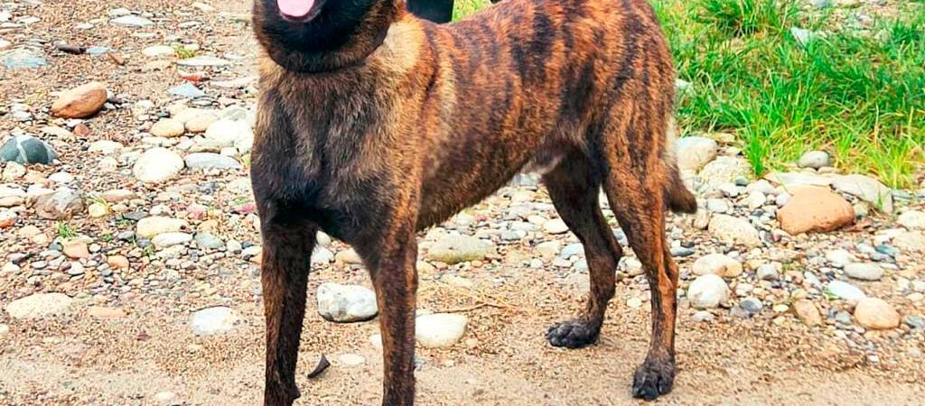 Dante es un pastor holandés de 6 años. /FOTO: CORTESÍA. 