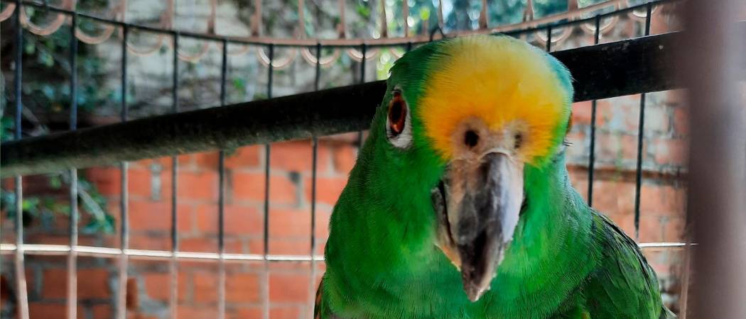 Lorenza tiene más de 50 años y sigue siendo la compañía de la familia Arbeláez. / FOTO: DANIEL GONZÁLEZ.