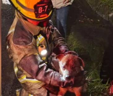 Perrito rescatado en La Estrella. FOTO: CORTESÍA CUERPO DE BOMBEROS DE LA ESTRELLA