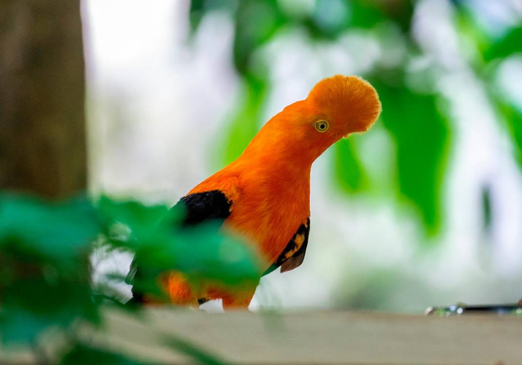 $!Una de las especies que alberga el Parque de la Conservación. /FOTO: ANDRÉS CAMILO SUÁREZ ECHEVERRY