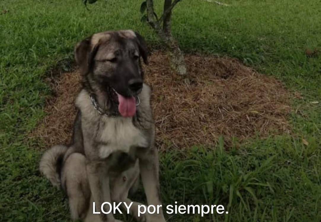 FOTO: CORTESÍA