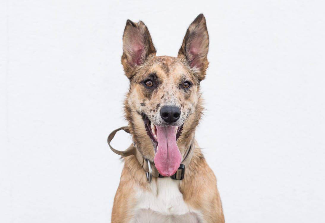 Él es el héroe de cuatro patas: Dalí. FOTO: CORTESÍA
